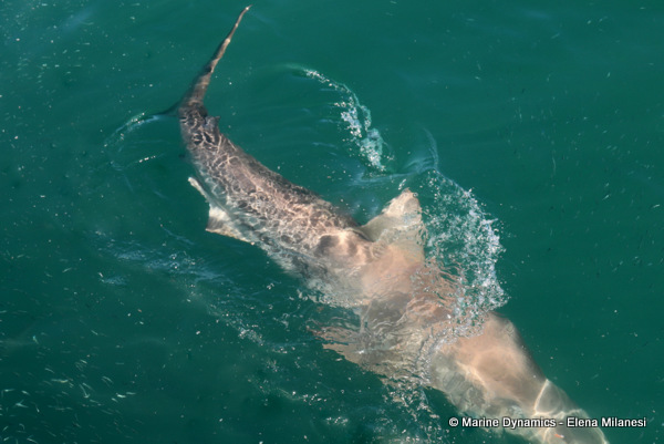 Bronze whaler, shark, South Africa 